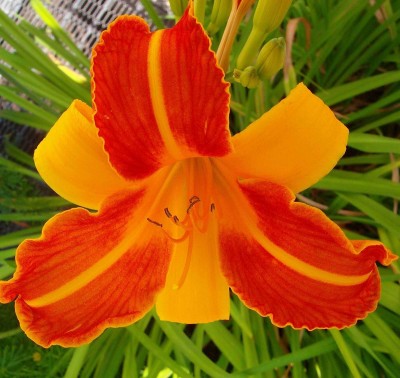 Hemerocallis 'Frans Hals'.jpg