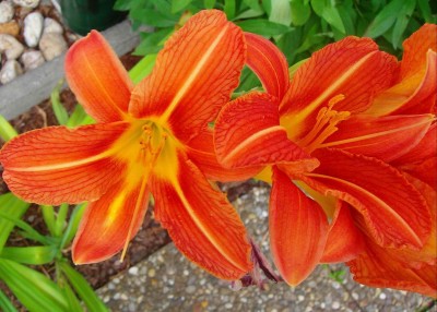 Hemerocallis fulva.jpg