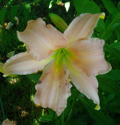 Hemerocallis 'Kwan Yin'.jpg