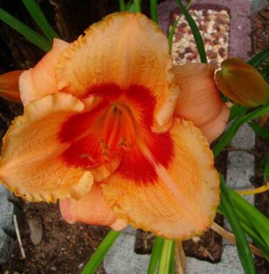 Hemerocallis 'Strawberry Candy'.jpg