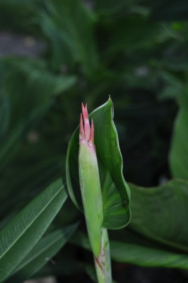 Tieschen 3 192 (1328x2000).jpg