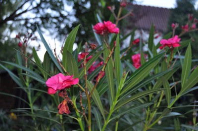 Tieschen 3 205 (2000x1328).jpg