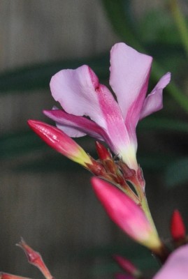 Tieschen 3 203 (752x1120).jpg