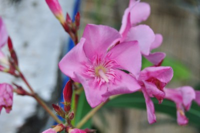 Tieschen 3 202 (2000x1328).jpg