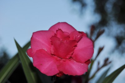 Tieschen 3 201 (2000x1328).jpg