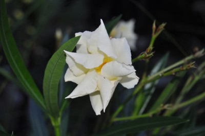 Tieschen 3 199 (2000x1328).jpg