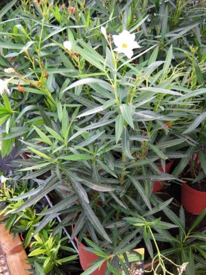 Oleander hellgelb_1110.jpg