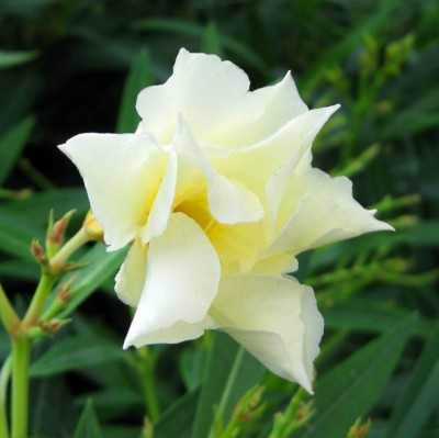 Oleander hellgelb_1109.jpg