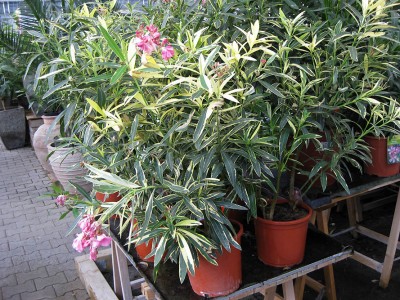 Oleander gelbbunt_1107.jpg