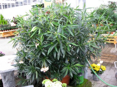 Oleander apricot_1108.jpg