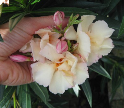 Oleander apricot_1106.jpg