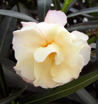 Oleander apricot gefüllt_1105.jpg