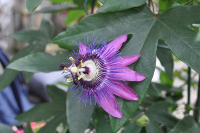 Tieschen 3 190 (2000x1328).jpg