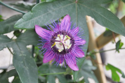 Tieschen 3 189 (2000x1328).jpg