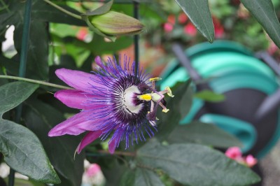 Tieschen 3 188 (2000x1328).jpg