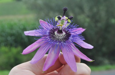 Tieschen 1 011 (2000x1306).jpg