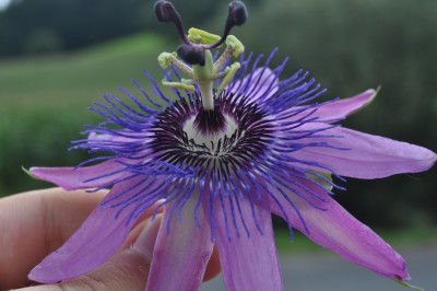 Tieschen 1 010 (2000x1328).jpg