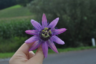 Tieschen 1 008 (2000x1328).jpg