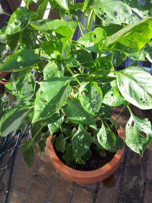 2011-08-20 17.36.36.jpg