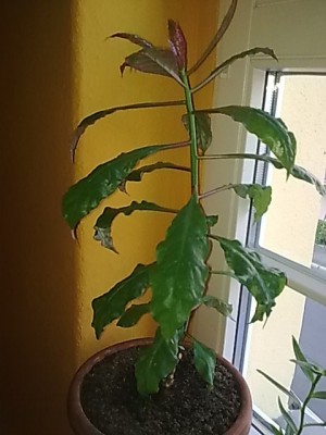 ..Pereskia bleo...JPG
