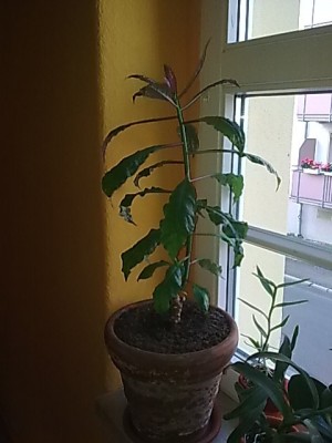 ..Pereskia bleo.JPG