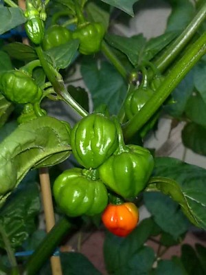 20082011433.jpg
