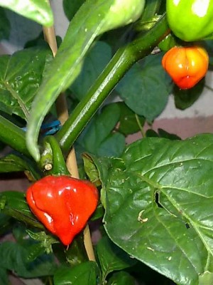 20082011430.jpg