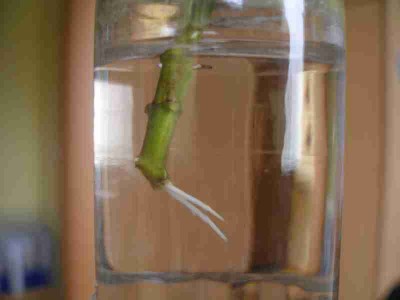 Oleander Steckling.jpg