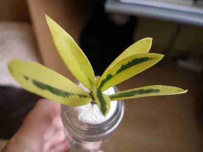 Oleander Steckling1.jpg