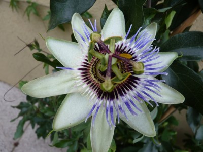 komische clear sky.jpg