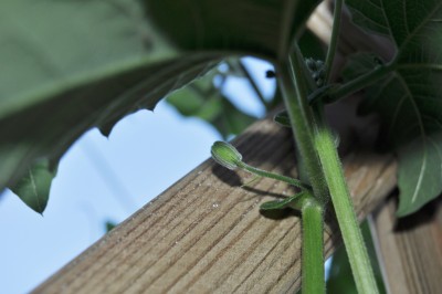 Tieschen 3 194 (2000x1328).jpg