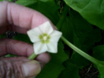 PICT0303.JPG