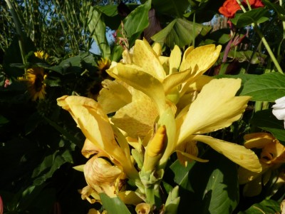 canna 10.jpg