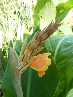 canna 9.jpg