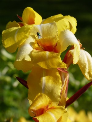 canna 7.jpg