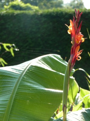 canna 6.jpg