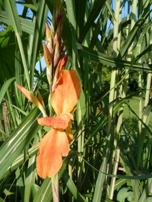 canna 3.jpg