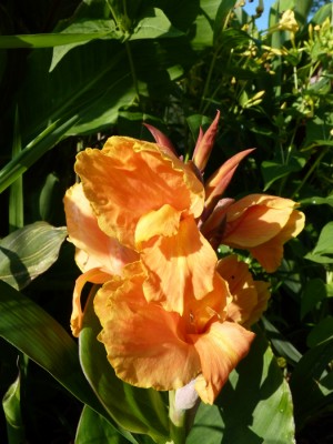 canna 2.jpg