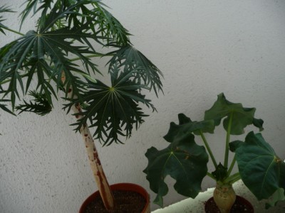 P1100965.JPG