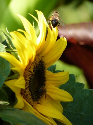 sonnenblume.jpg
