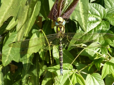 libelle.jpg