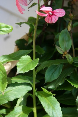 IMG_0866a.jpg