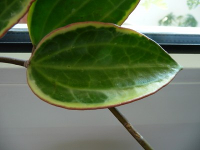P1100961.JPG