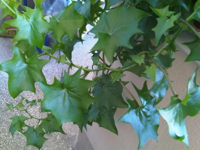 IMG00088-20110820-1105 xy.jpg