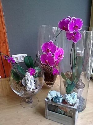 ..Phalenopsis.JPG