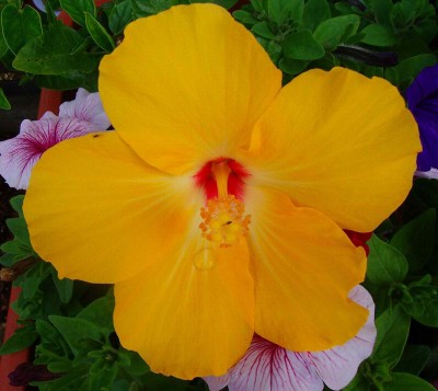 Größenänderung Hibiscus rosa-sinensis - Gelb - 003.jpg