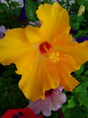 Größenänderung Hibiscus rosa-sinensis - Gelb - 004.jpg