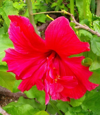 Größenänderung Hibiscus rosa-sinensis - Hochstamm Rotgefüllt - 008.jpg