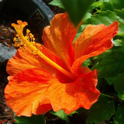 Größenänderung Hibiscus rosa-sinensis - Orange - 006.jpg