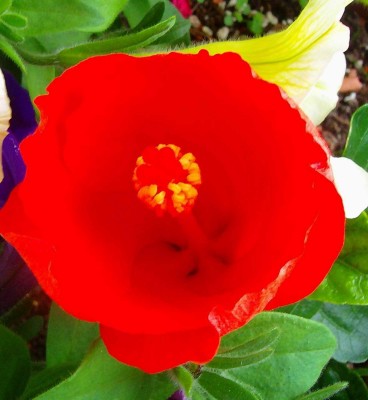 Größenänderung Hibiscus rosa-sinensis - Samtorange - 007.jpg